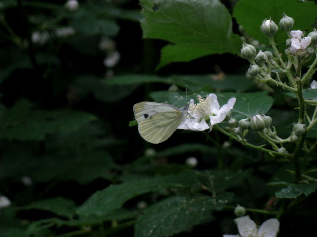 Pieris napi? S