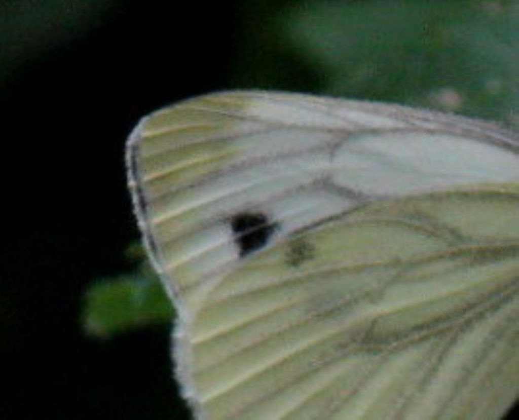 Pieris napi? S