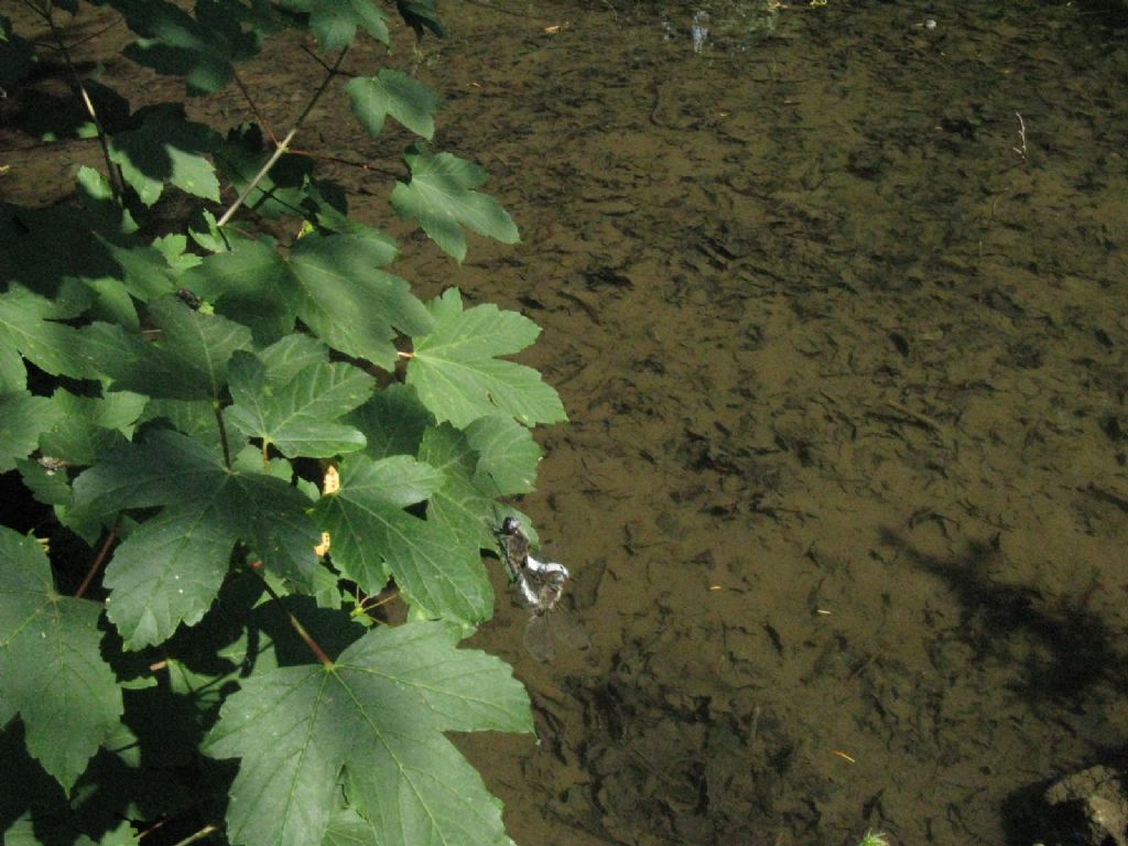 Libellula da identificare: Libellula fulva