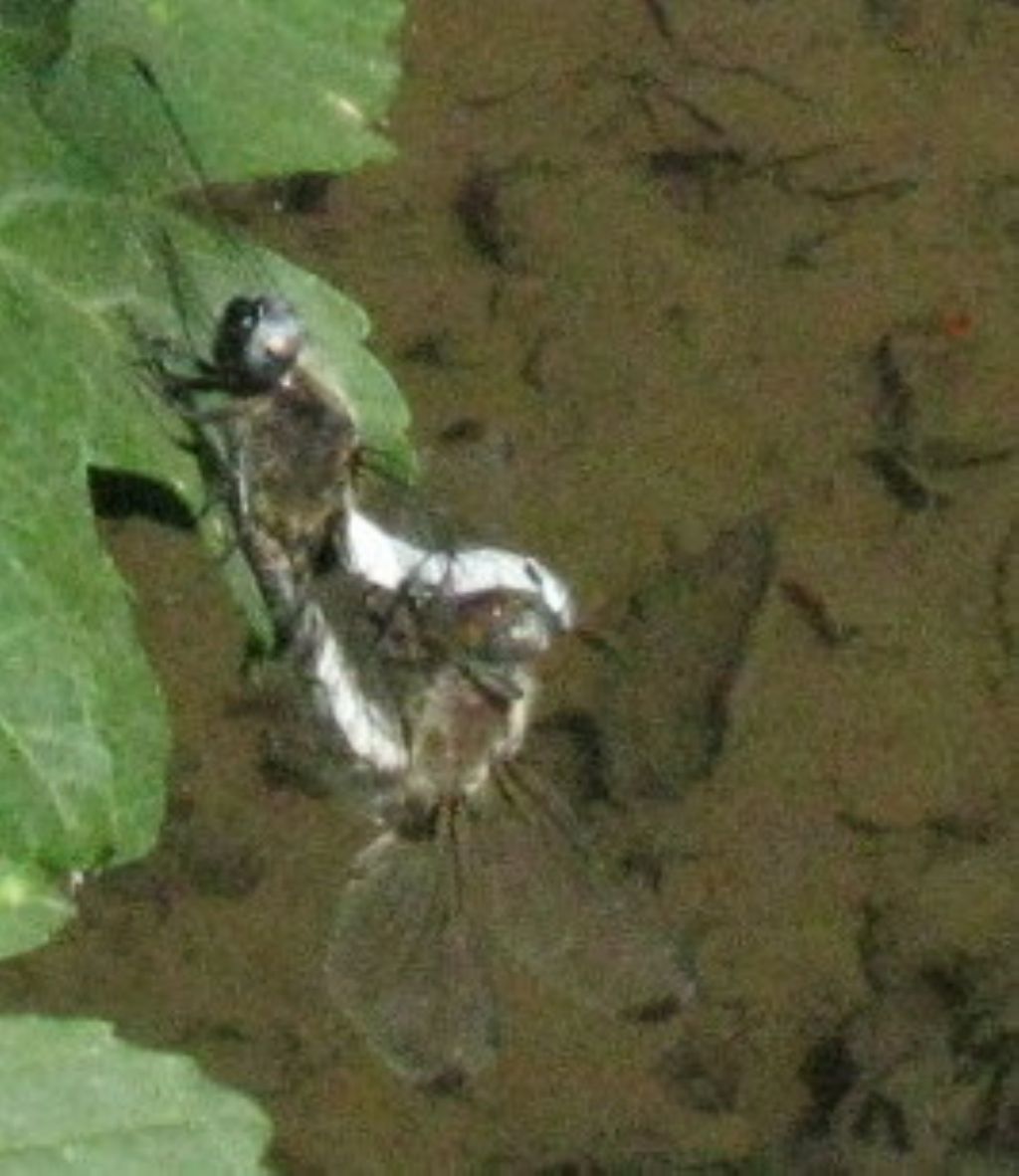 Libellula da identificare: Libellula fulva