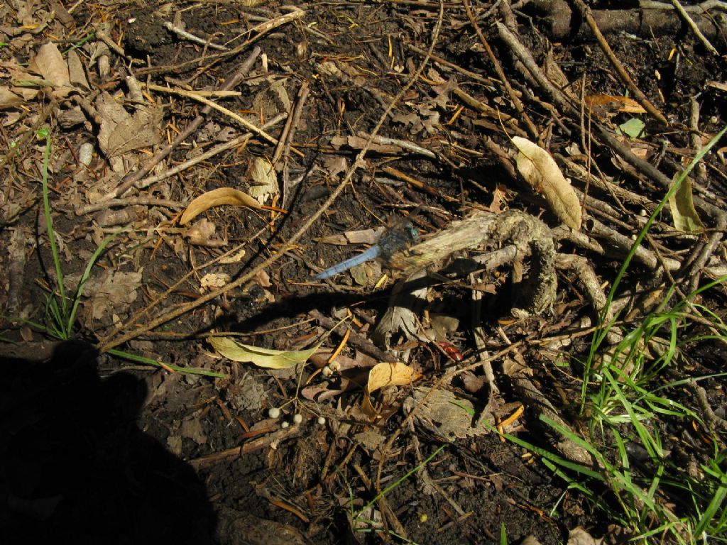 Libellula fulva 2? no, Orthetrum coerulescens