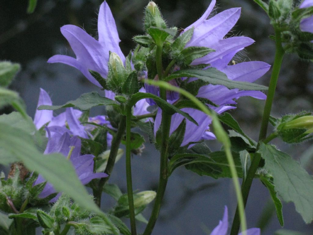 Campanula trachelium? S