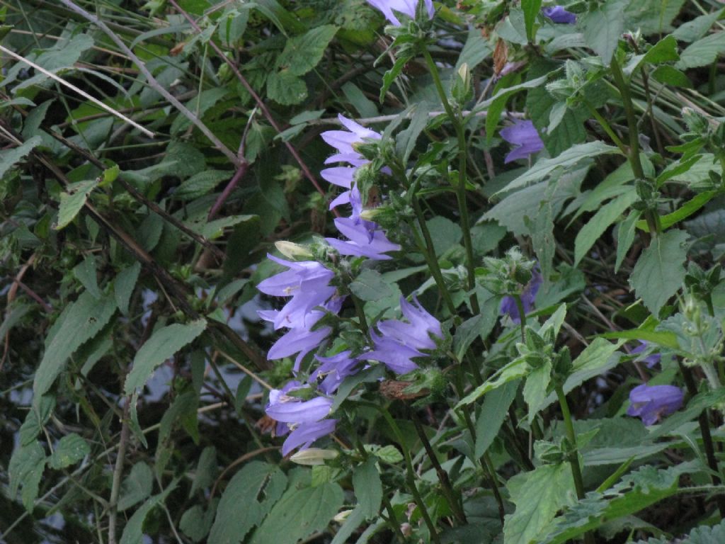 Campanula trachelium? S