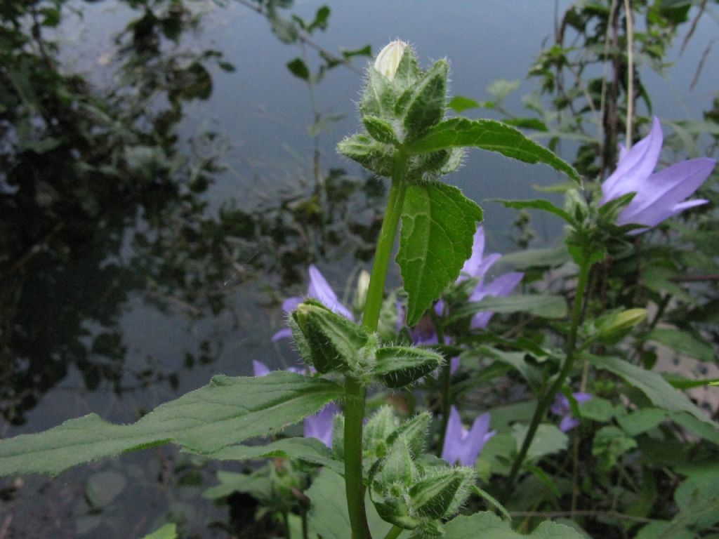 Campanula trachelium? S