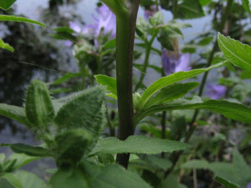 Campanula trachelium? S