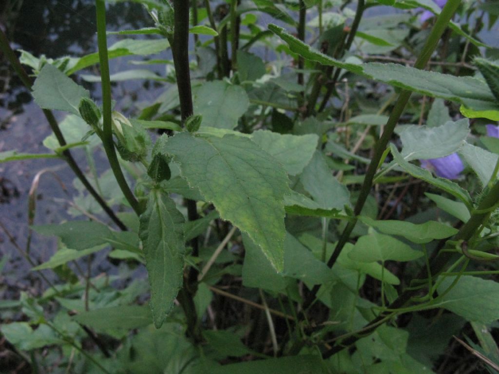 Campanula trachelium? S