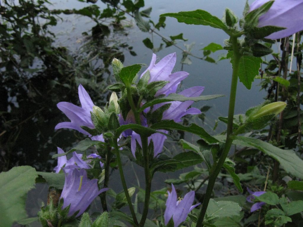 Campanula trachelium? S