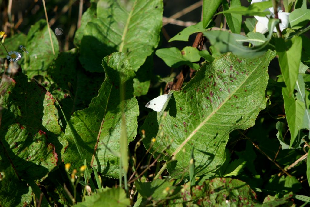 Pieris rapae maschio? S