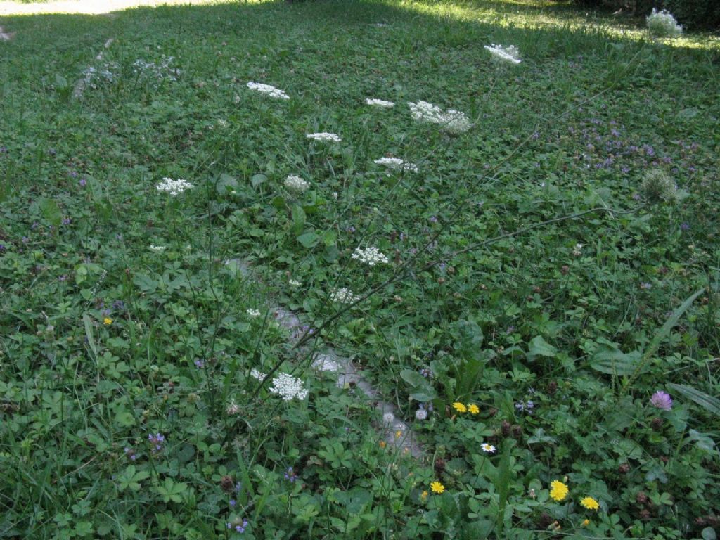 Daucus carota?  S