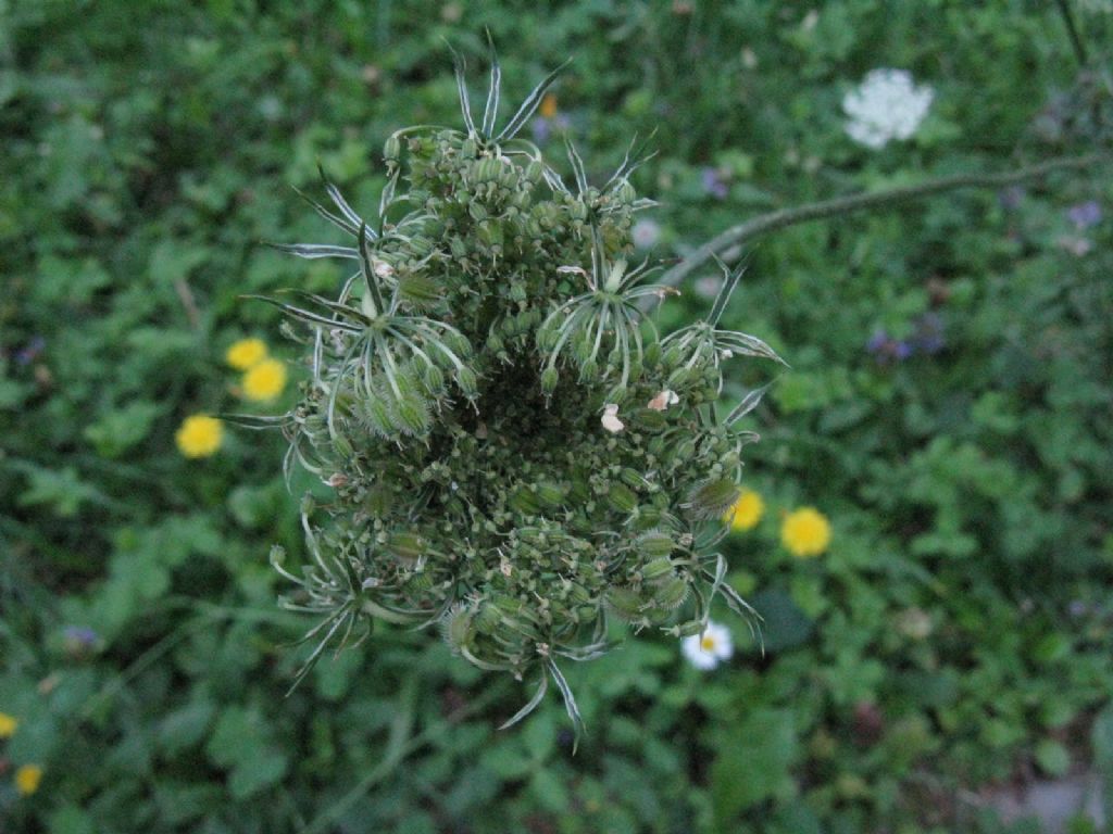 Daucus carota?  S