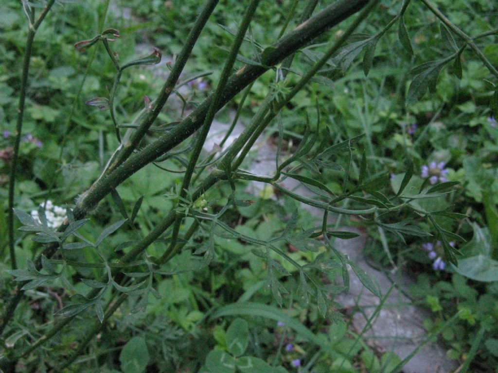 Daucus carota?  S