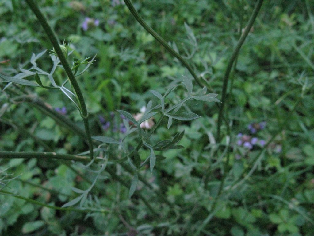 Daucus carota?  S