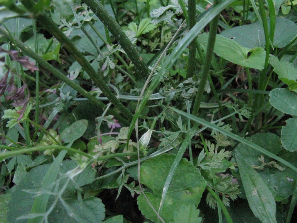 Daucus carota?  S