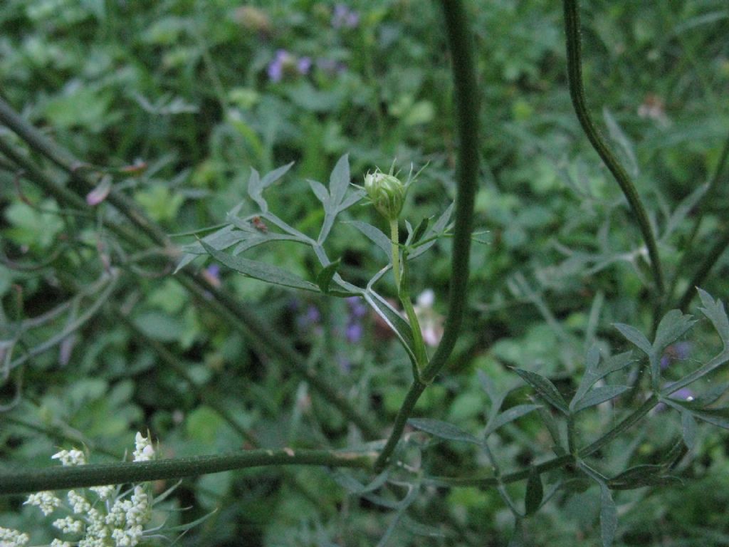 Daucus carota?  S