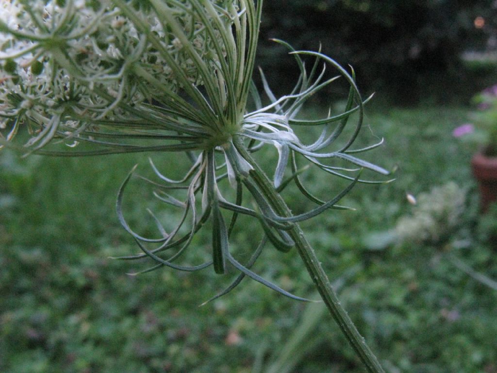 Daucus carota?  S