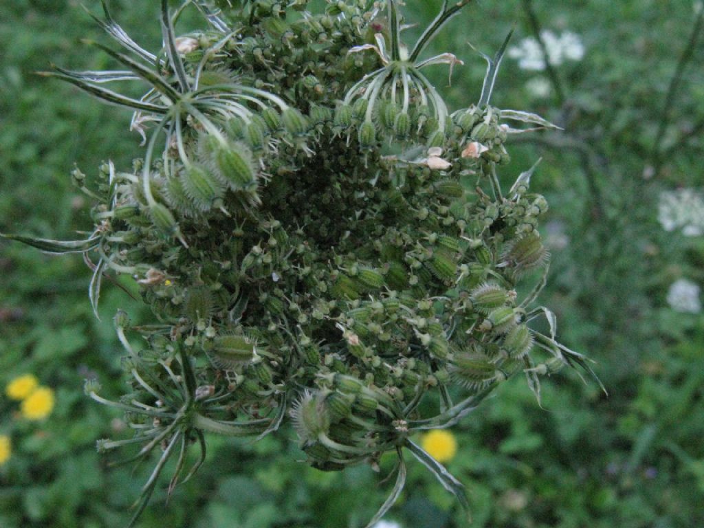 Daucus carota?  S