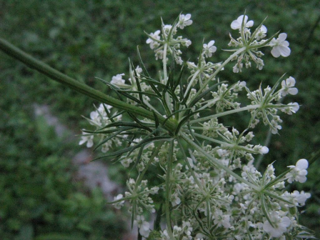 Daucus carota?  S