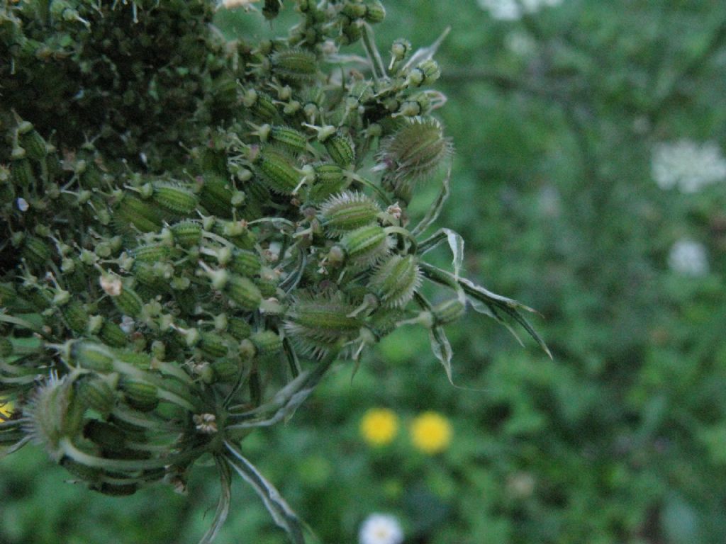 Daucus carota?  S