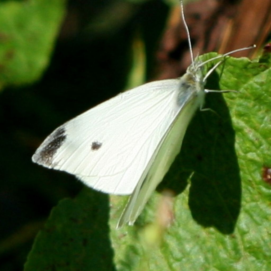 Pieris rapae maschio? S