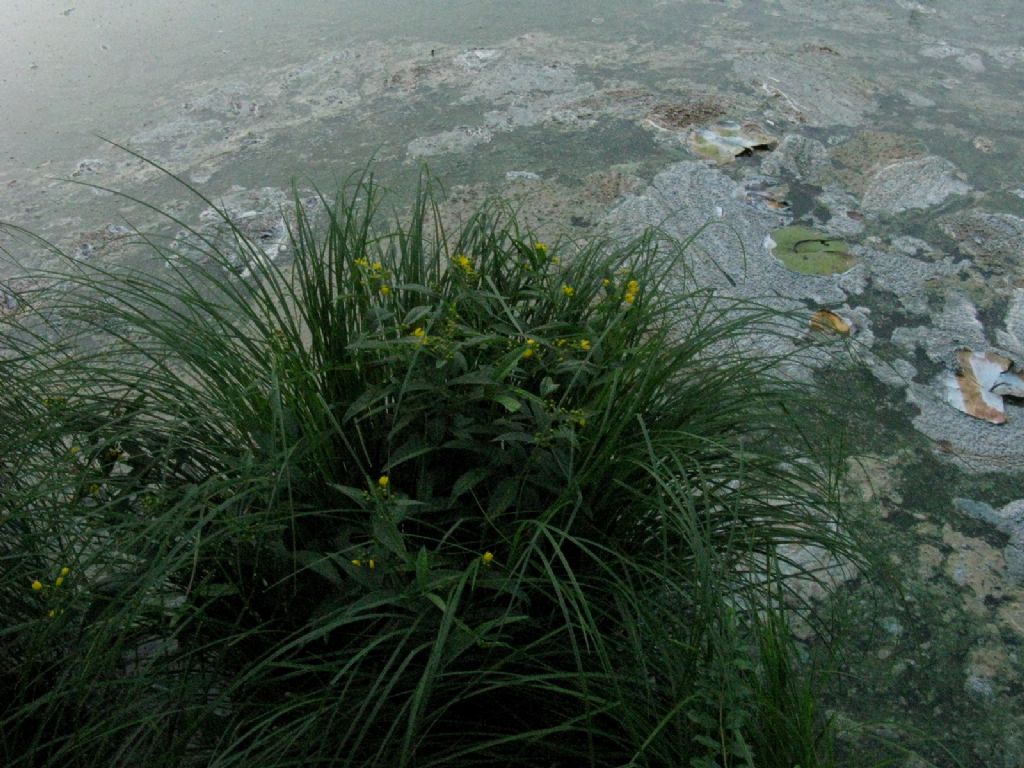 Lysimachia vulgaris (Primulaceae)