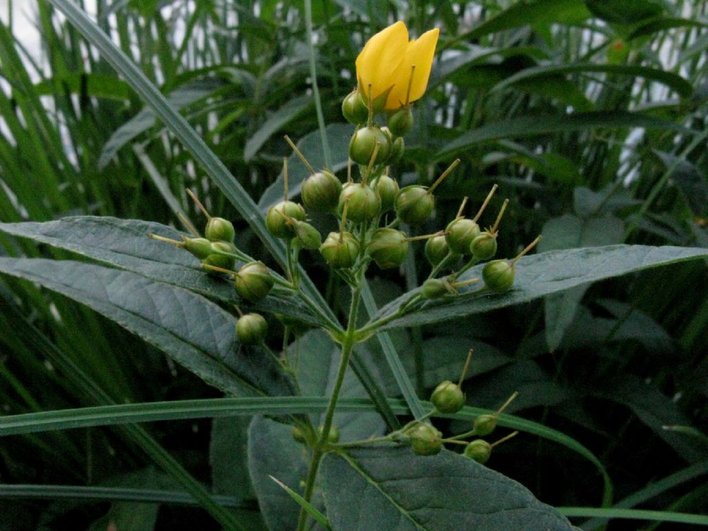 Lysimachia vulgaris (Primulaceae)