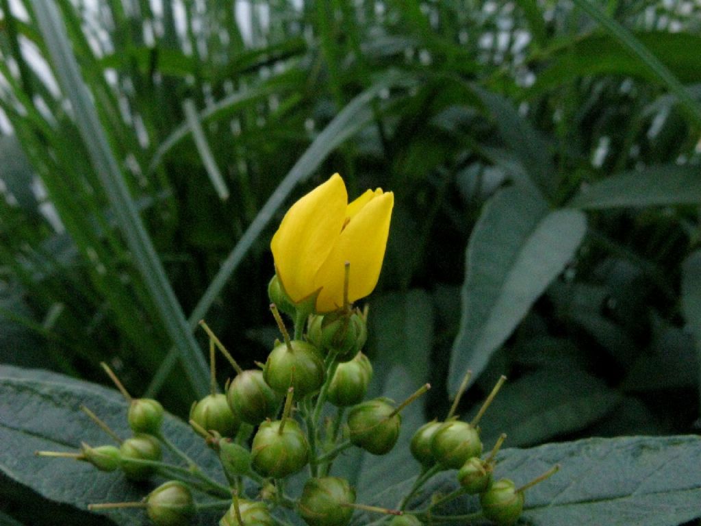 Lysimachia vulgaris (Primulaceae)