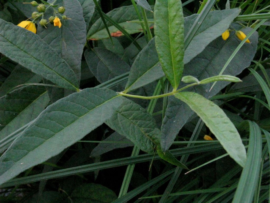 Lysimachia vulgaris (Primulaceae)