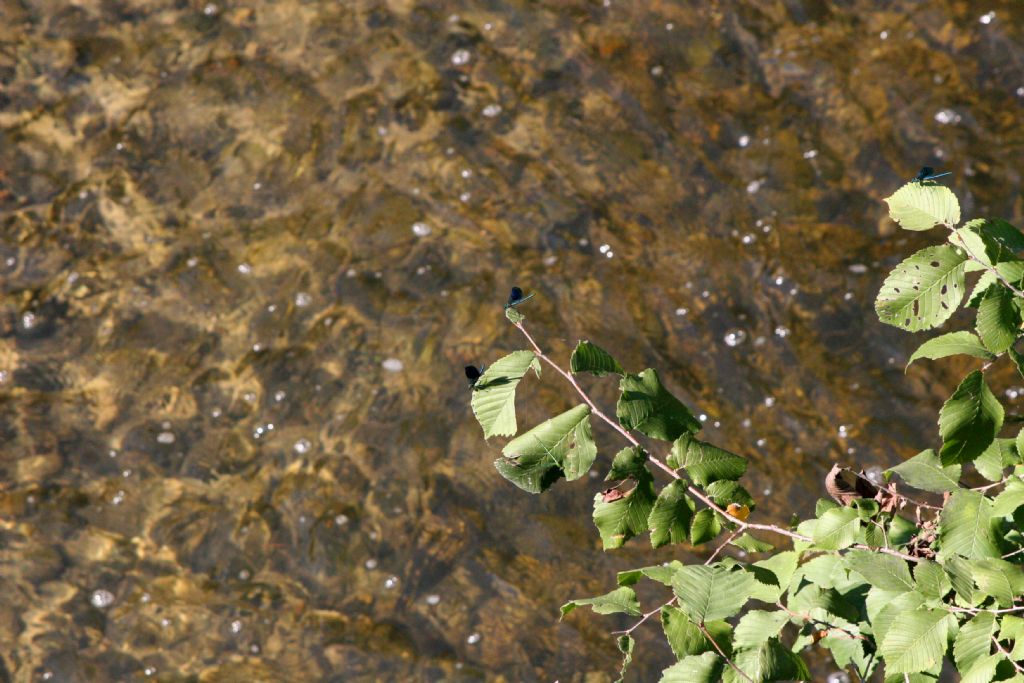 Calopteryx splendens,  femmina ?  S,...ed anche maschi