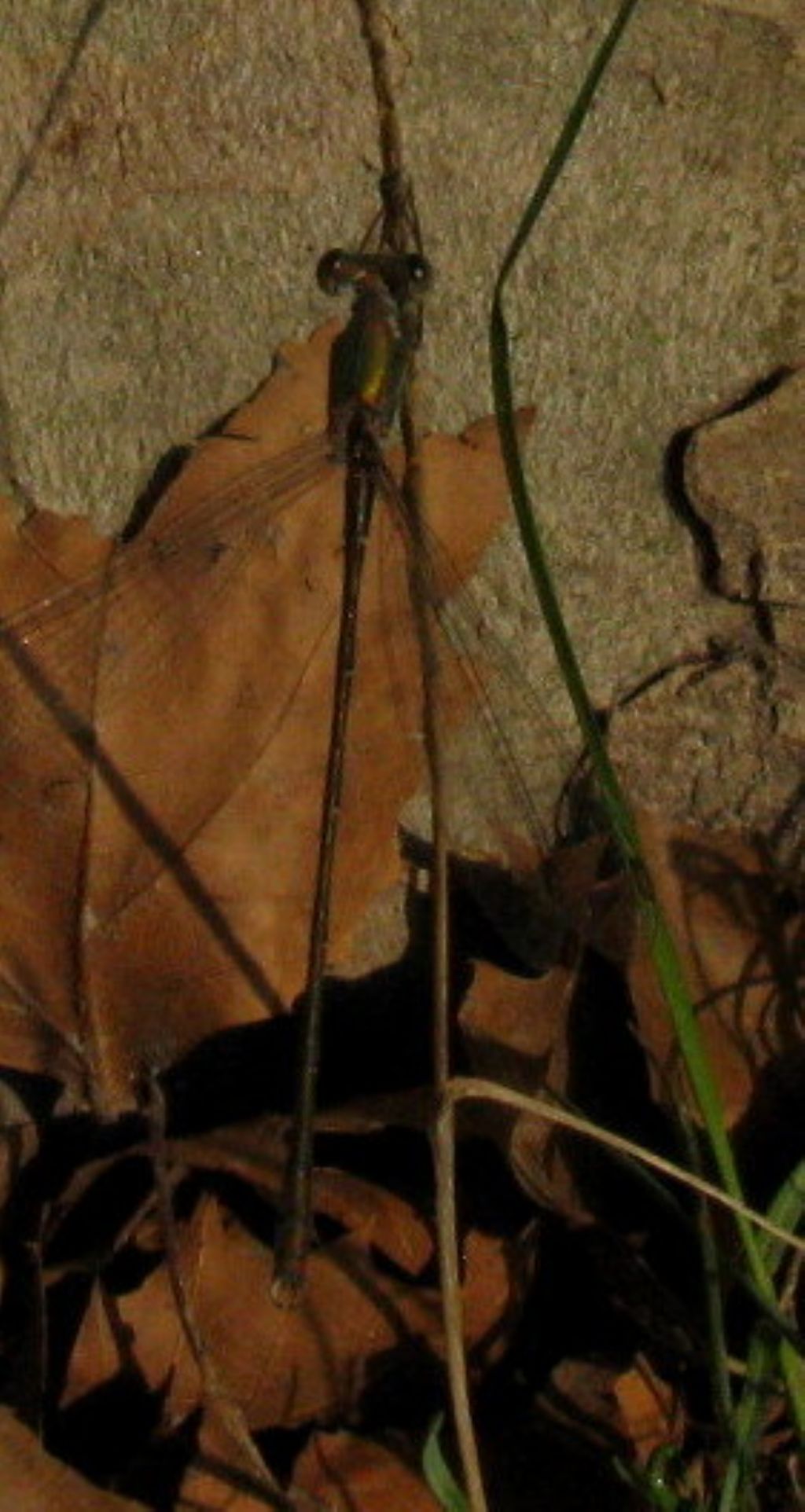 Libellula da identificare. (Chalcolestes viridis?)