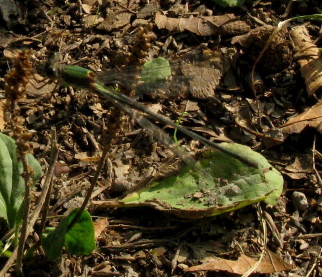 Libellula da identificare. (Chalcolestes viridis?)