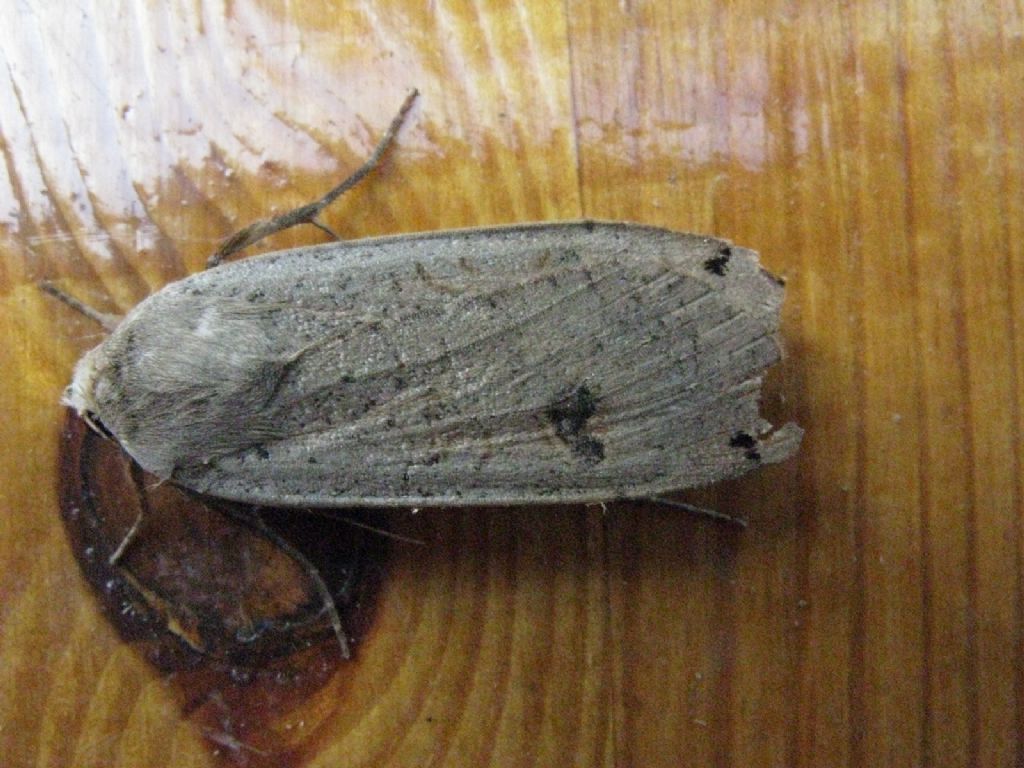 Noctuidae: Noctua pronuba