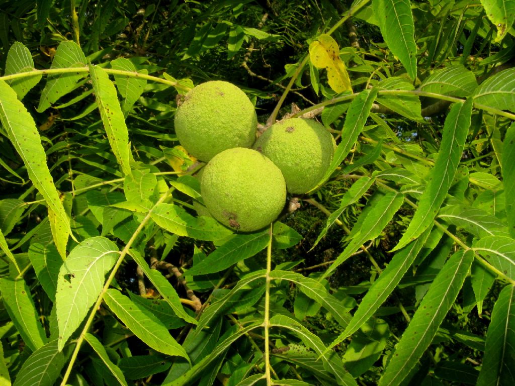 Noce americano (Juglans nigra)