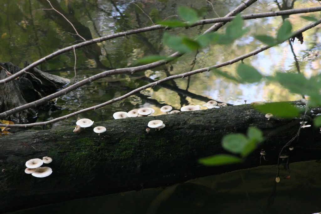 Funghi da identificare