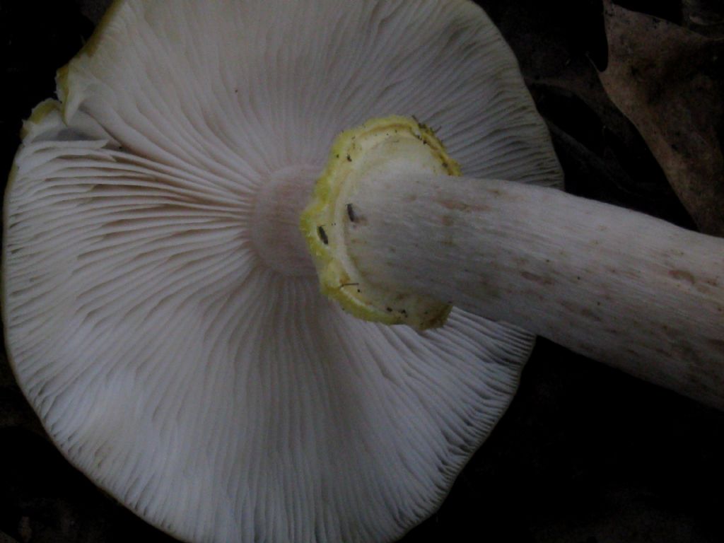 Amanita phalloides?