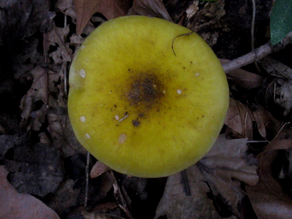 Amanita phalloides?