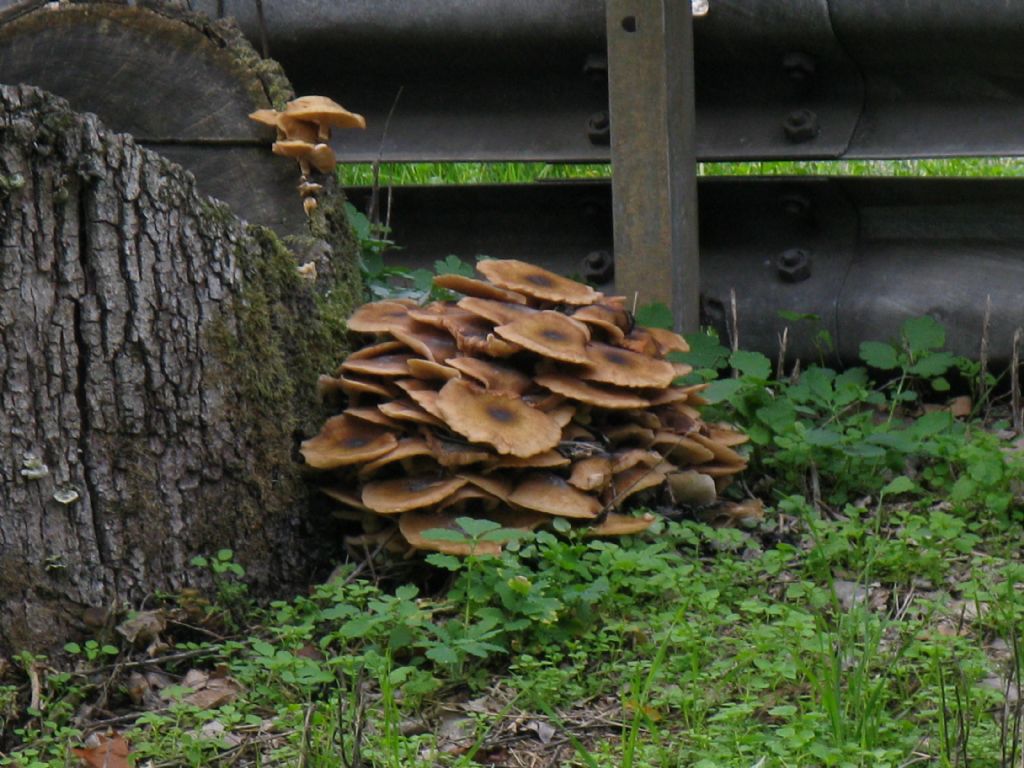 Armillaria? (luteobubalina?)