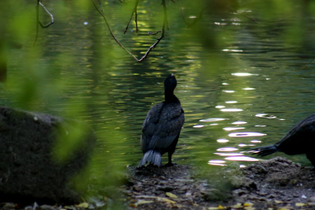 Anatidae? No, Cormorano