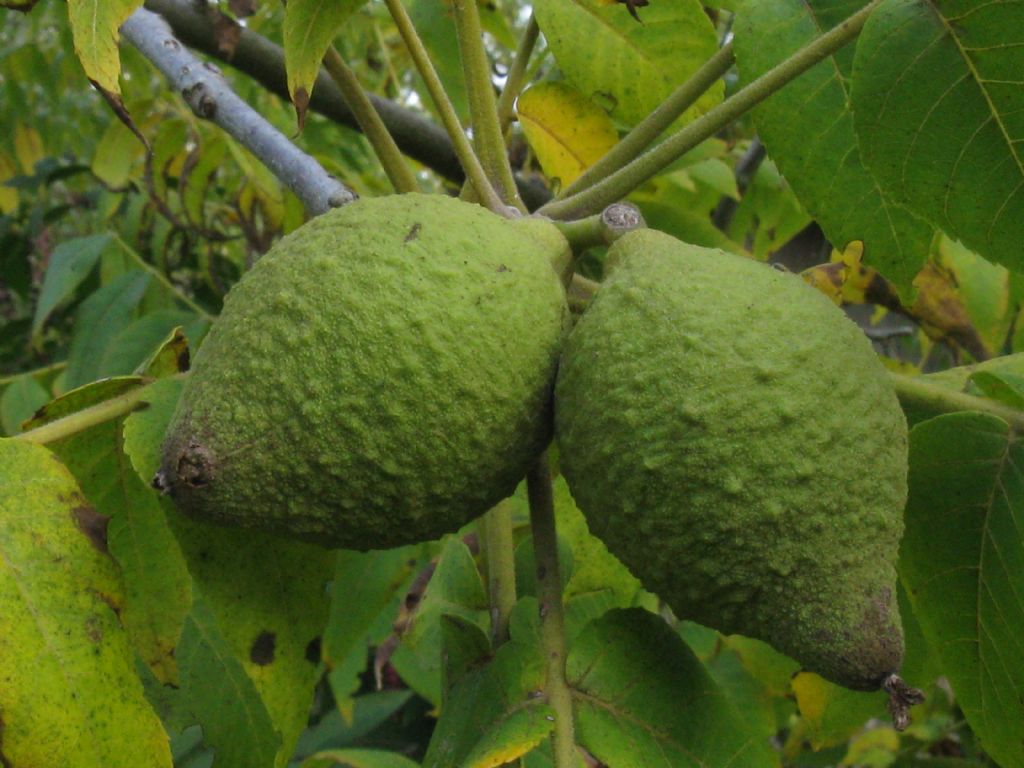 Noce americano (Juglans nigra)