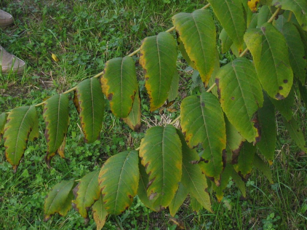 Noce americano (Juglans nigra)