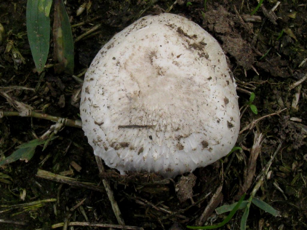 Agaricus...?