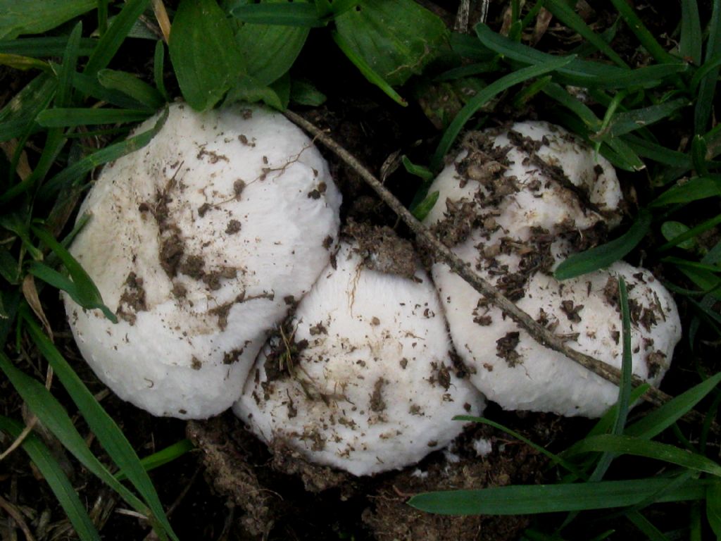 Agaricus...?