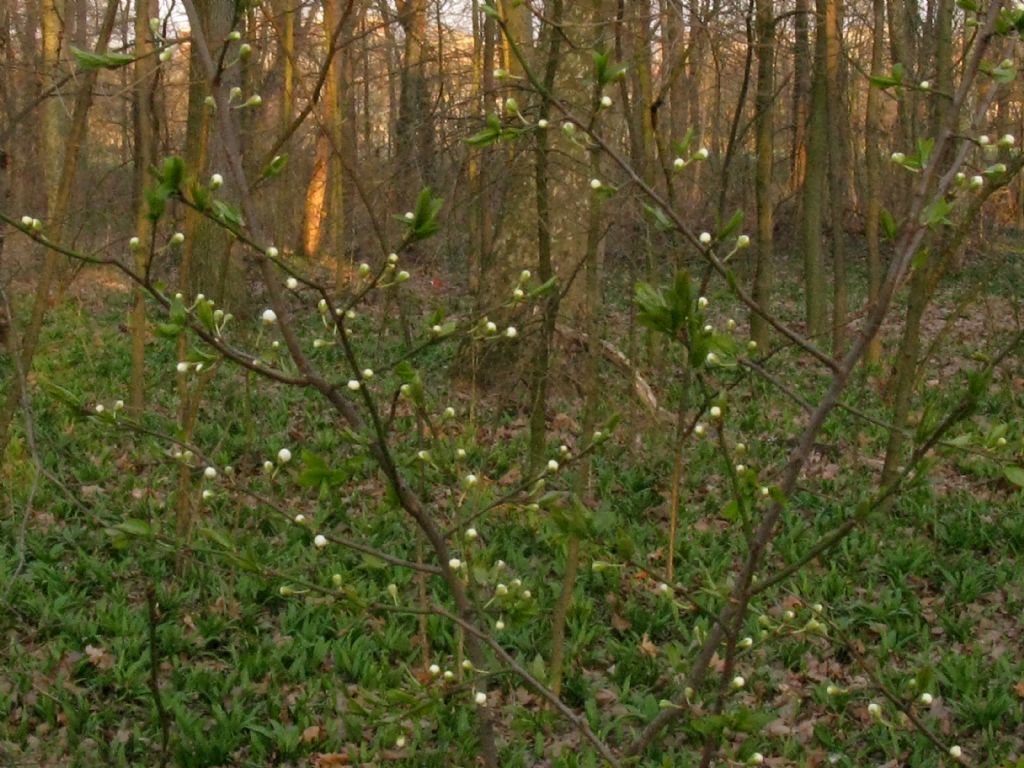 Prunus spinosa?