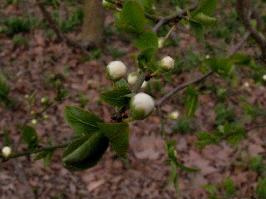 Prunus spinosa?