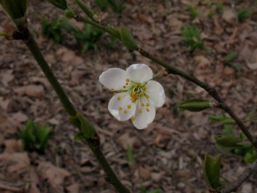 Prunus spinosa?