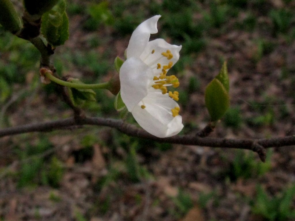 Prunus spinosa?