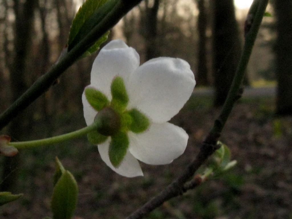 Prunus spinosa?