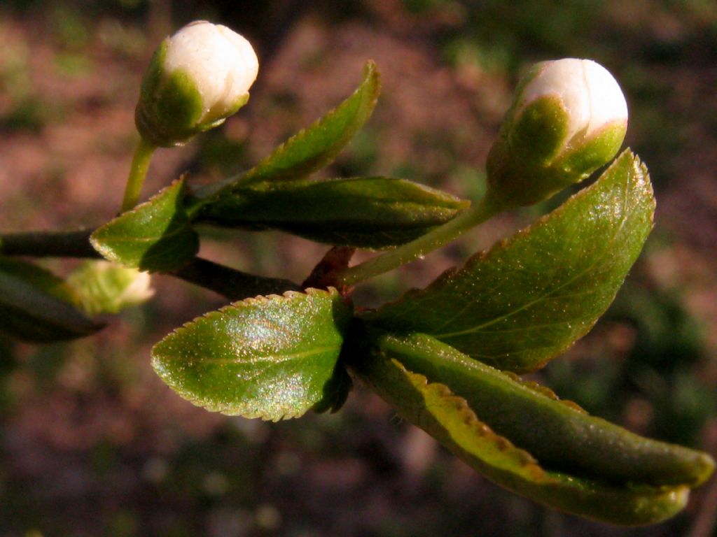 Prunus spinosa?