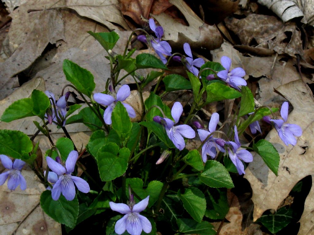 Viola reichenbachiana