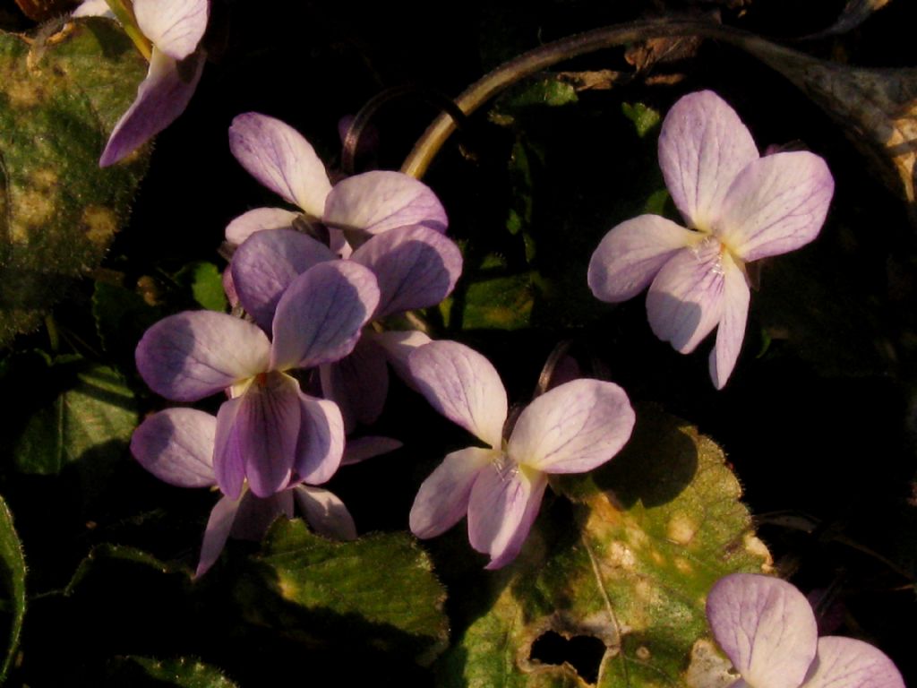 Viola riviniana?  No,...  Viola alba (ibrido infra- o interspecifico)