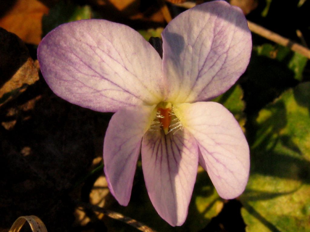 Viola riviniana?  No,...  Viola alba (ibrido infra- o interspecifico)